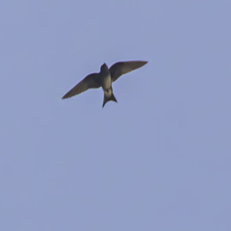 Cuban Martin - ML638895738