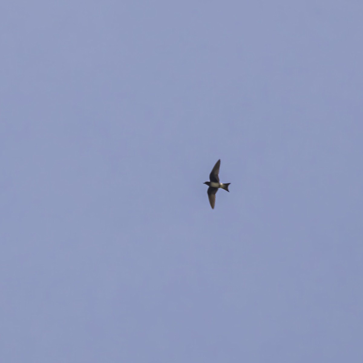 Cuban Martin - ML638895739
