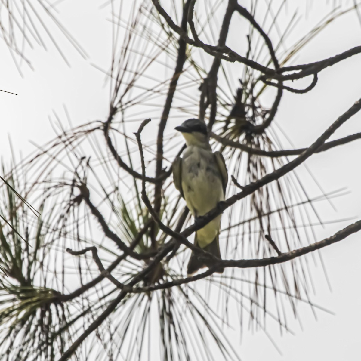 Gray Kingbird - ML638895764