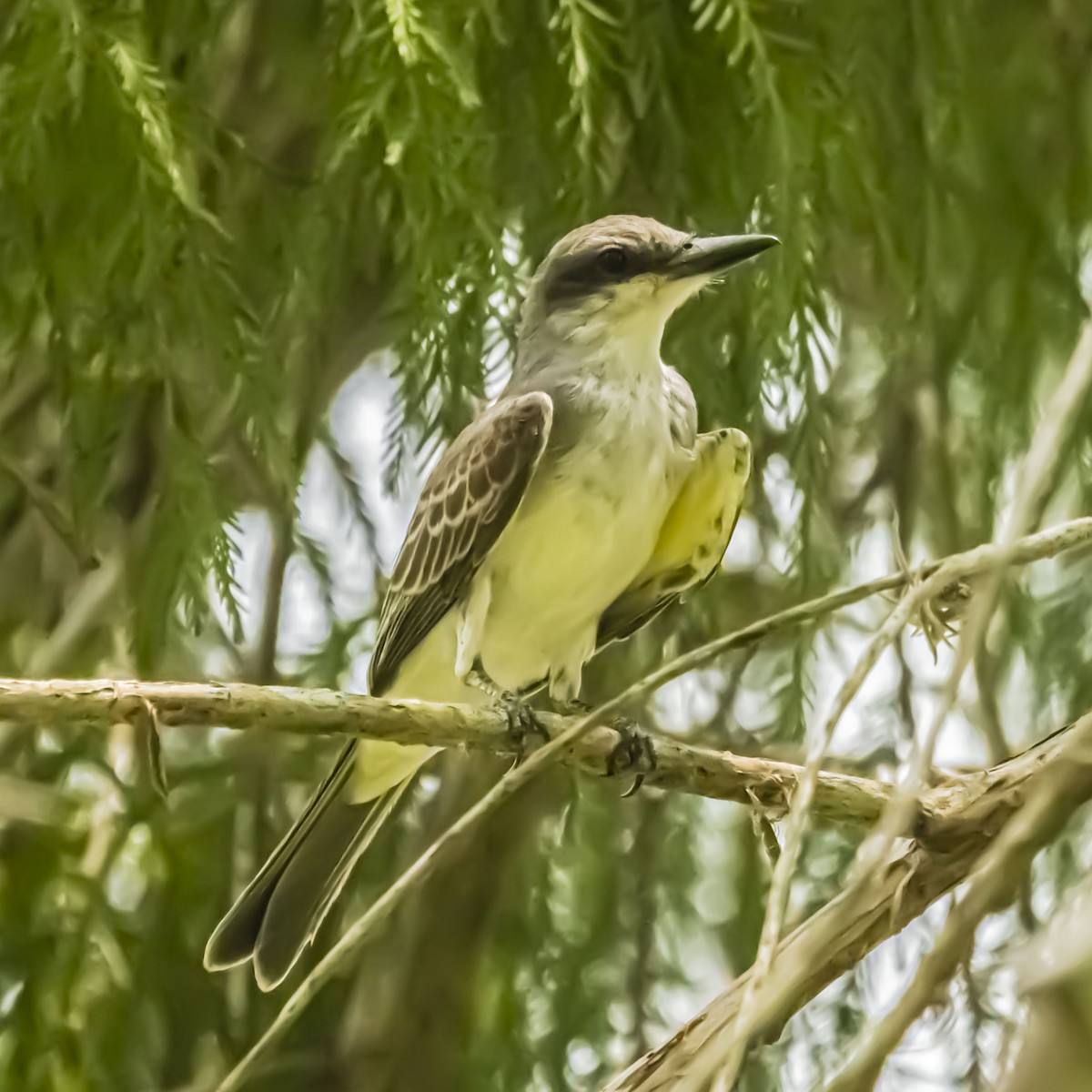 Gray Kingbird - ML638895765