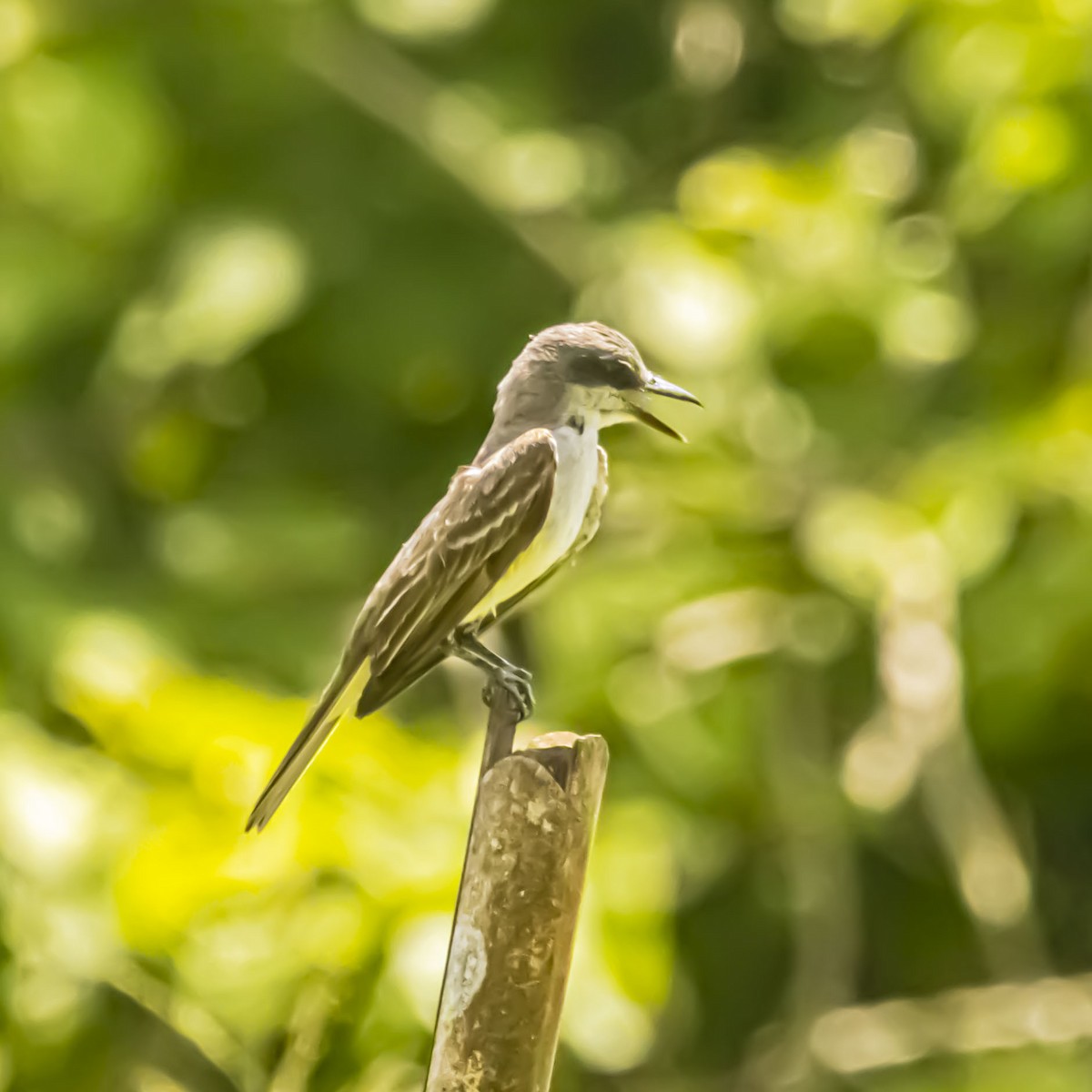 Gray Kingbird - ML638895789