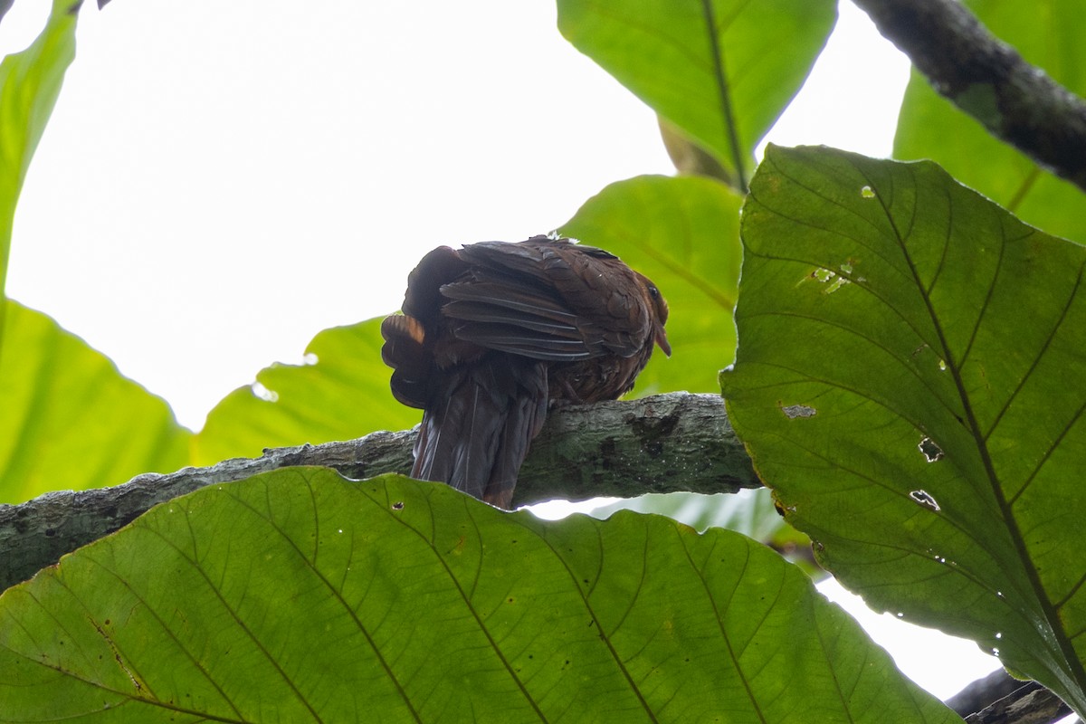 Barusan Cuckoo-Dove - ML638895811