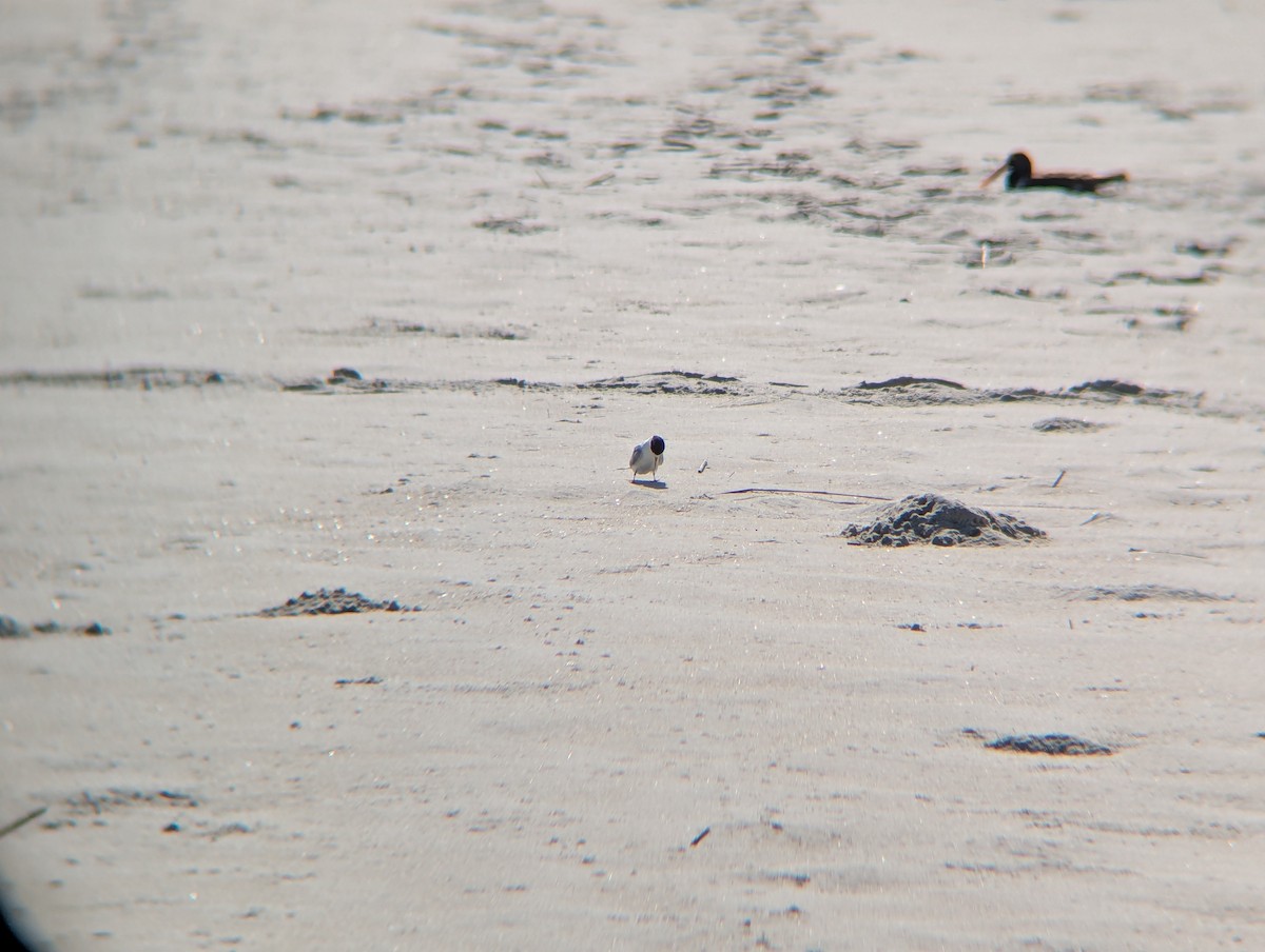 Least Tern - ML638895842