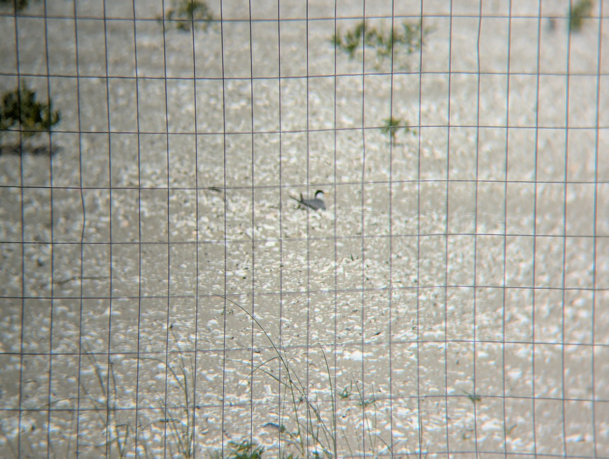 Least Tern - ML638895844