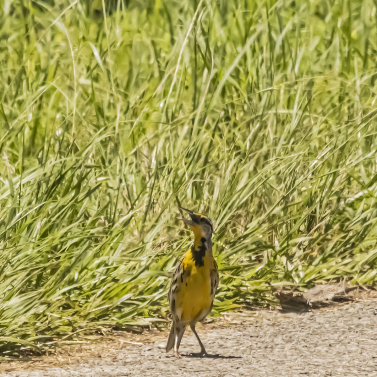 Eastern Meadowlark - ML638895850