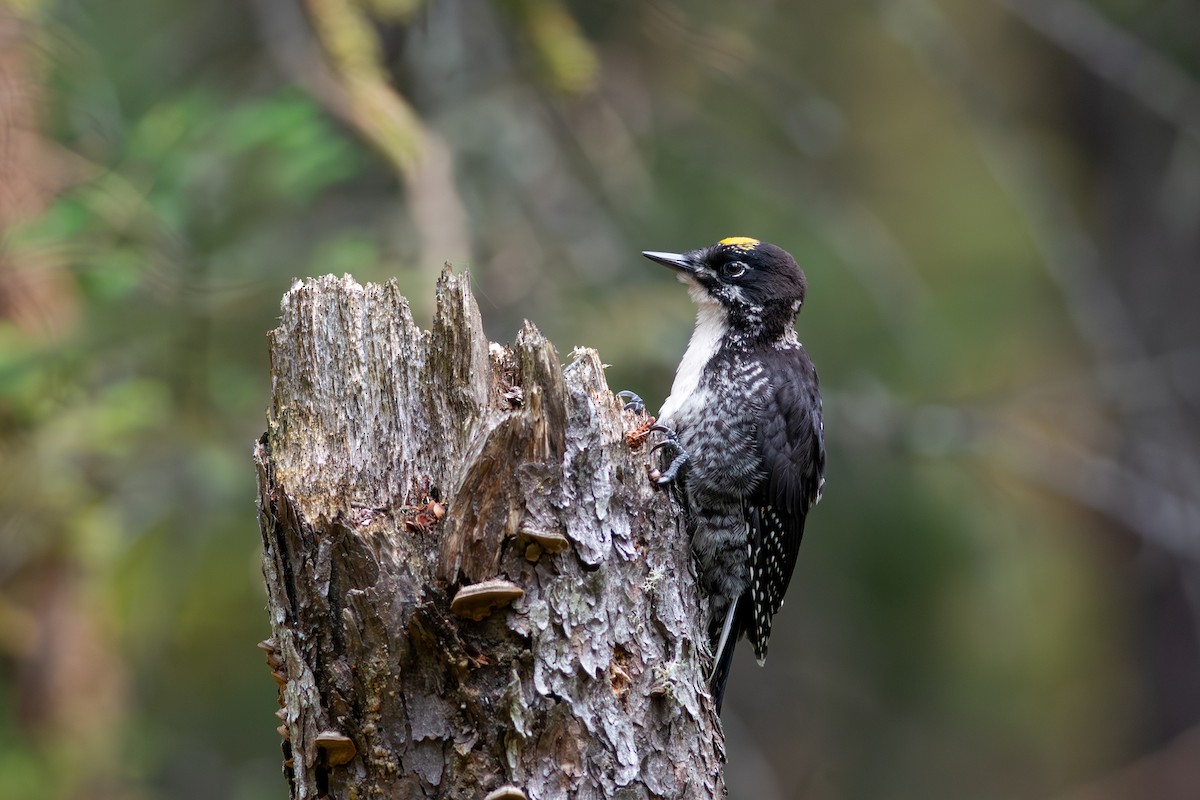 American Three-toed Woodpecker (Eastern) - Peter Mundale