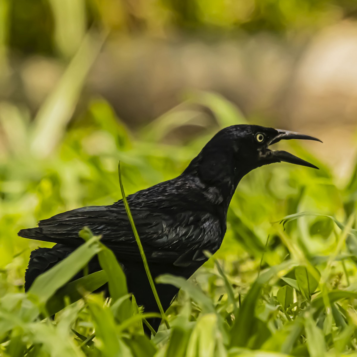 Greater Antillean Grackle - ML638895886