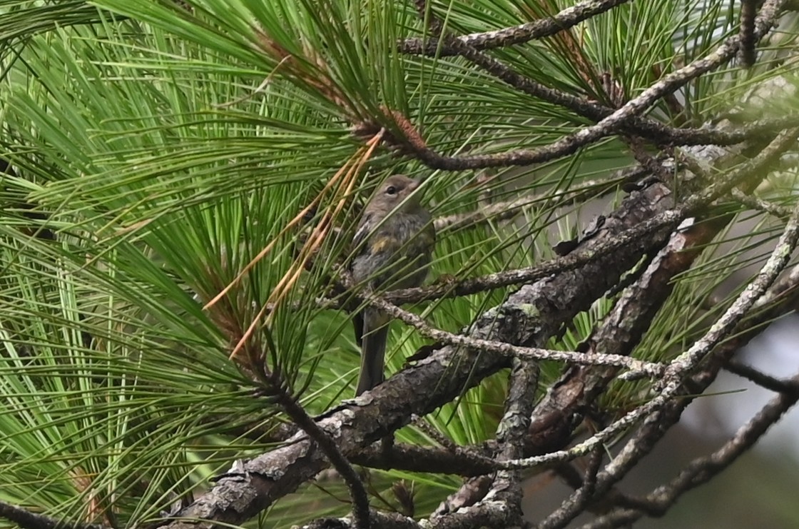 Pine Warbler - ML638895892