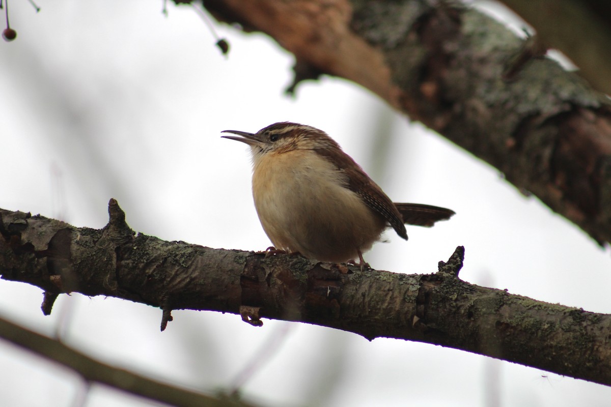 Carolina Wren - ML638895894