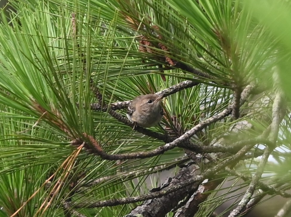 Pine Warbler - ML638895895