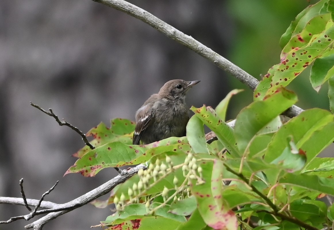 Pine Warbler - ML638895901