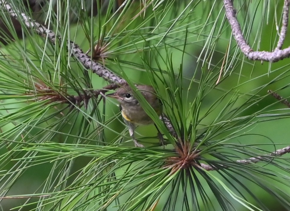 Pine Warbler - ML638895905