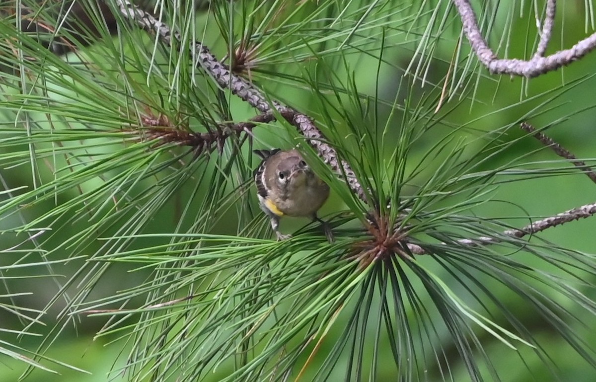 Pine Warbler - ML638895908