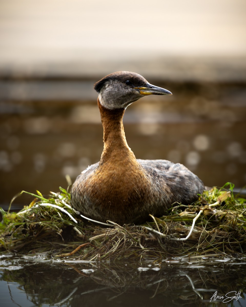 Red-necked Grebe - ML638895911