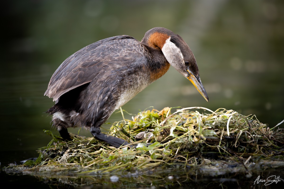 Red-necked Grebe - ML638895912
