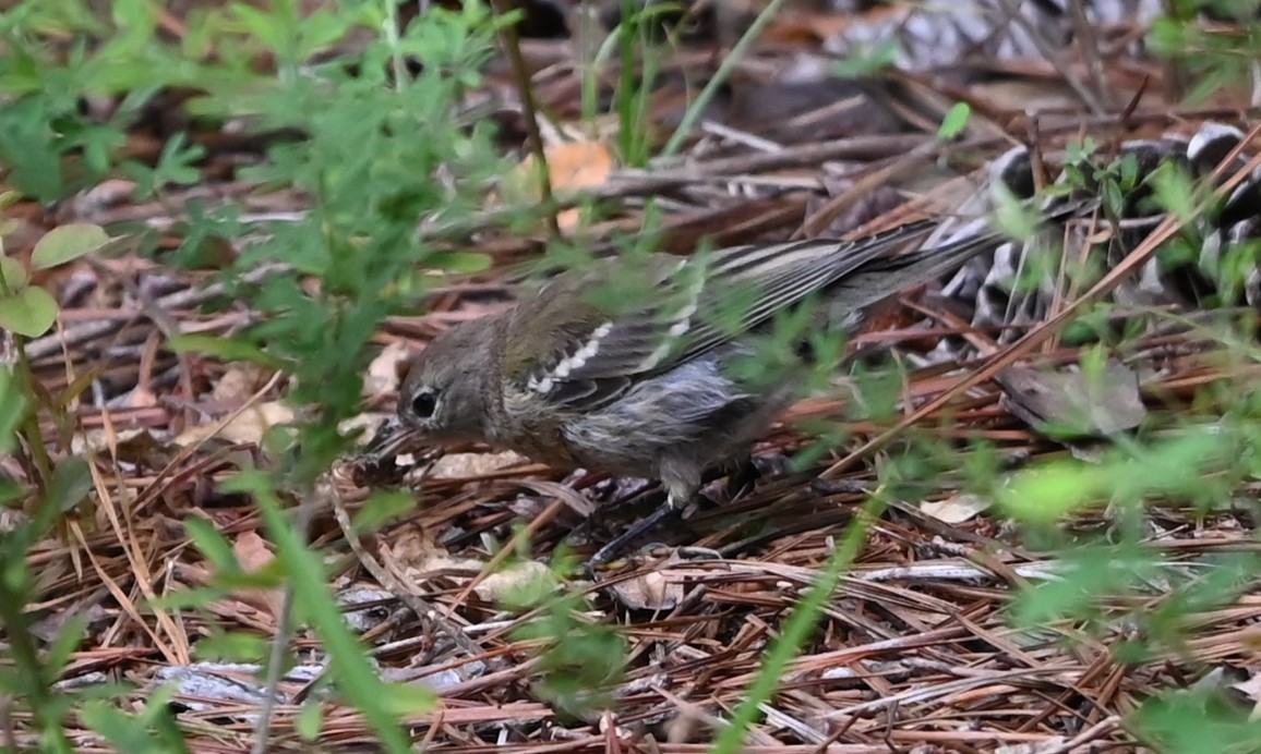 Pine Warbler - ML638895922