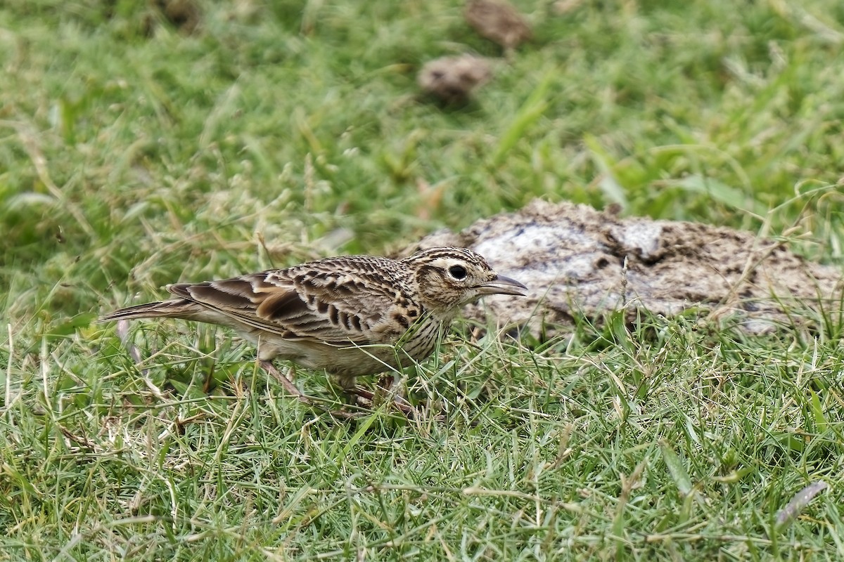 Oriental Skylark - ML638895924