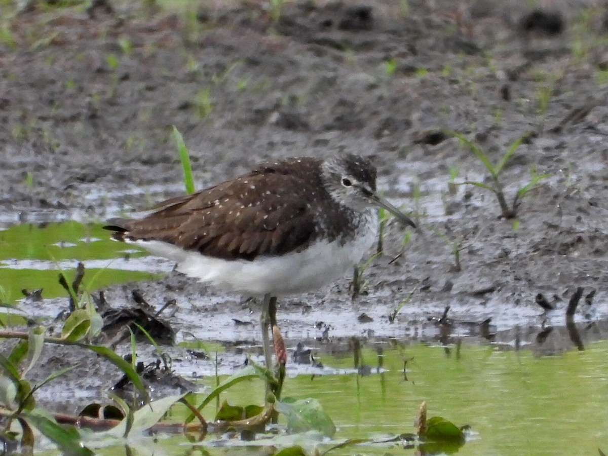 Green Sandpiper - ML638895930