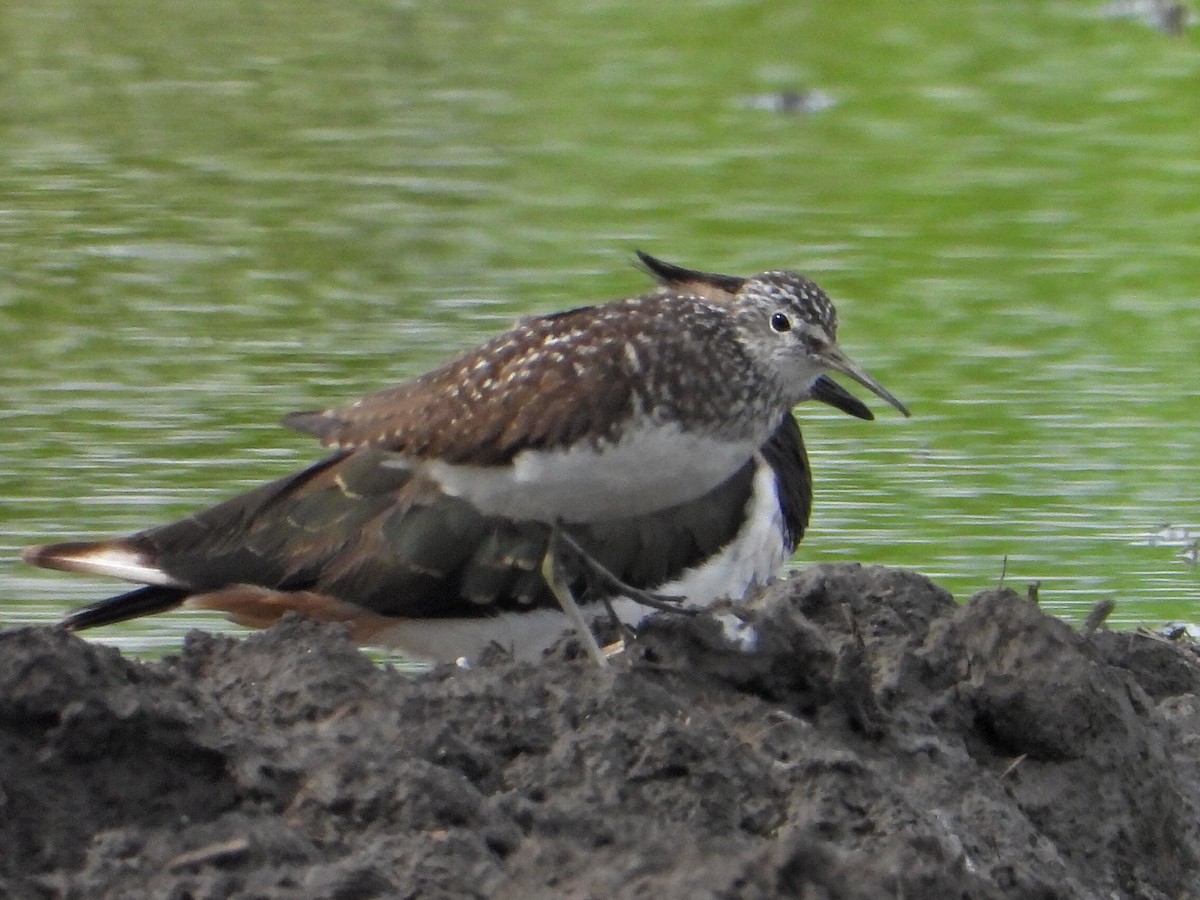 Green Sandpiper - ML638895932