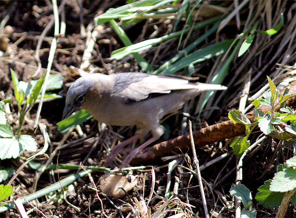 Gray-capped Social-Weaver - ML638895996