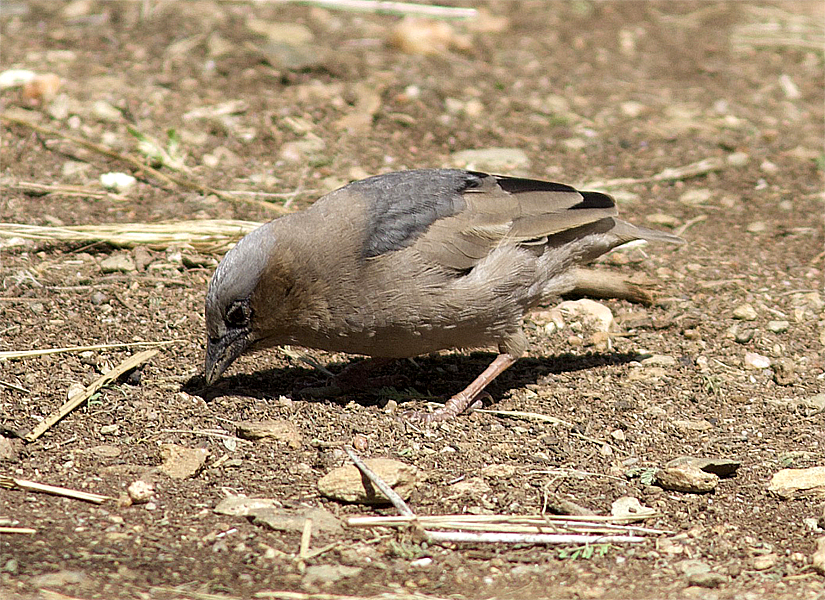 Gray-capped Social-Weaver - ML638895997