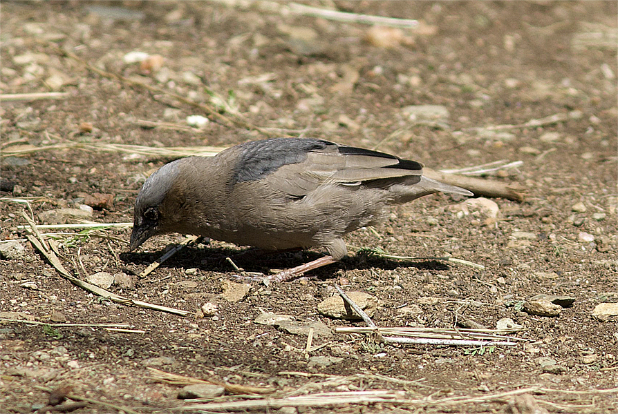 Gray-capped Social-Weaver - ML638895998