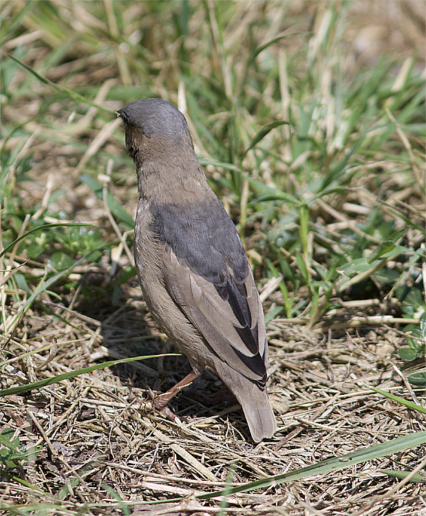 Gray-capped Social-Weaver - ML638895999