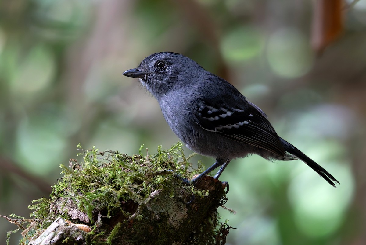 Variable Antshrike - ML638896051