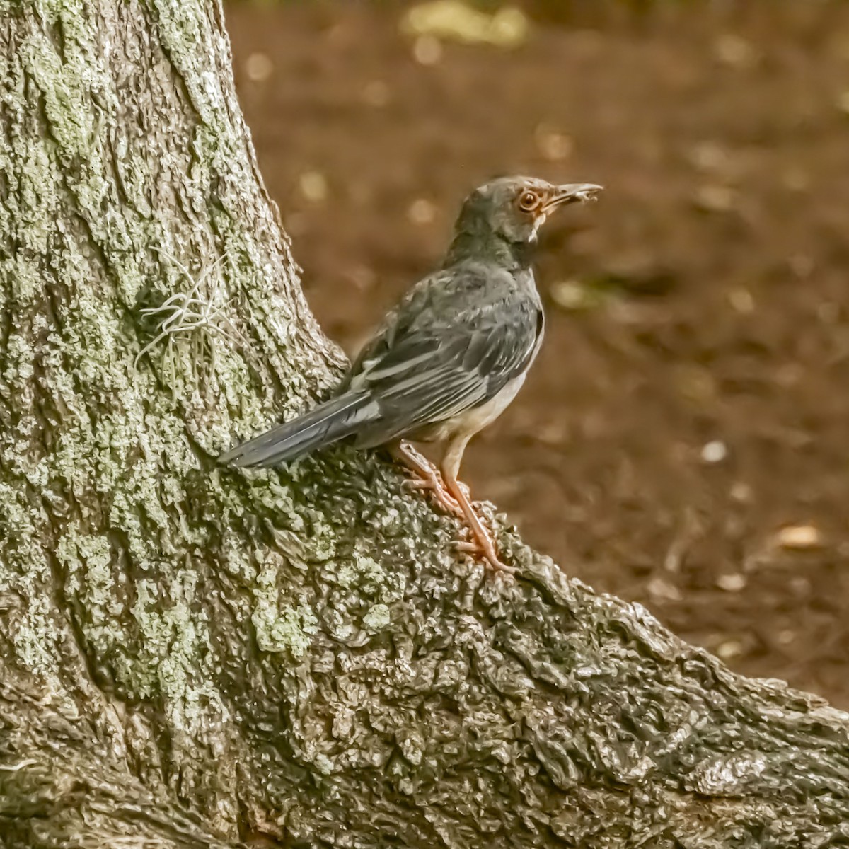 Red-legged Thrush - ML638896062