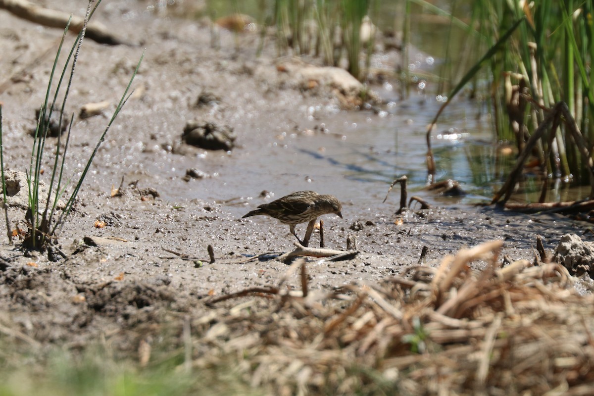 Pine Siskin - ML638896066