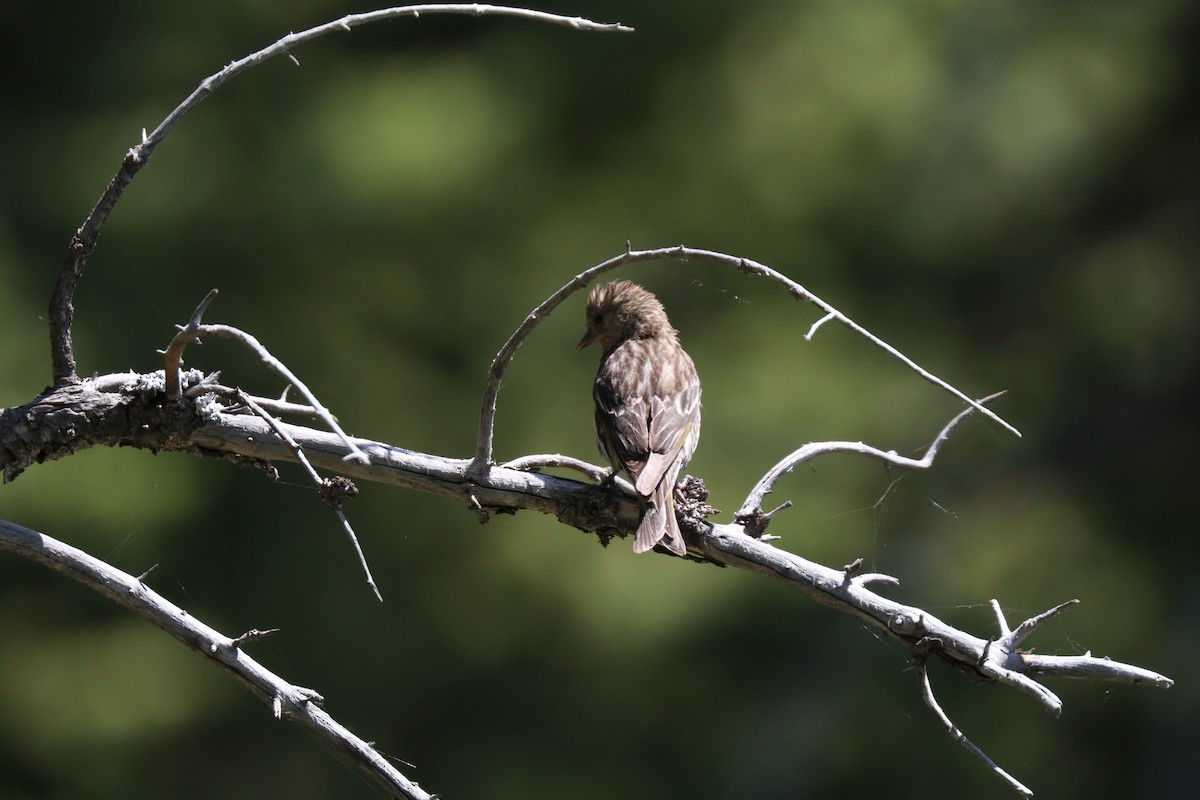 Pine Siskin - ML638896077