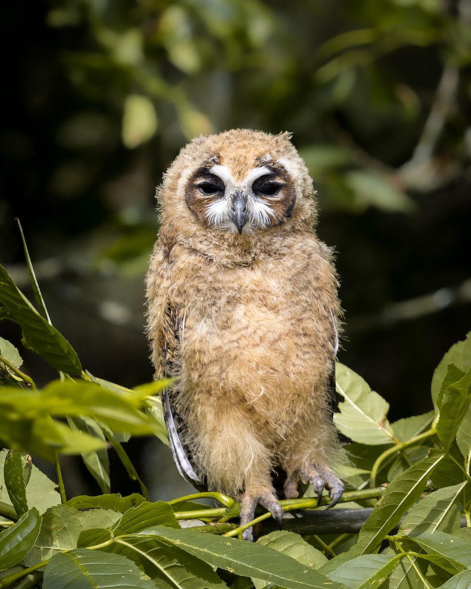 kalous proužkovaný - ML638896078