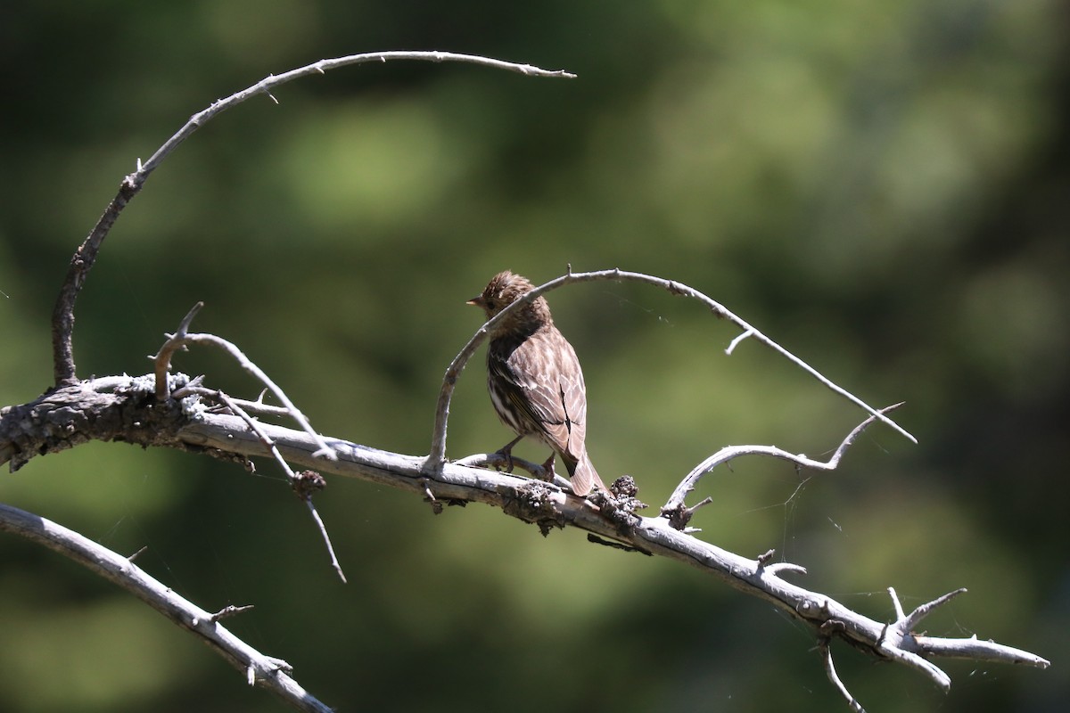 Pine Siskin - ML638896084