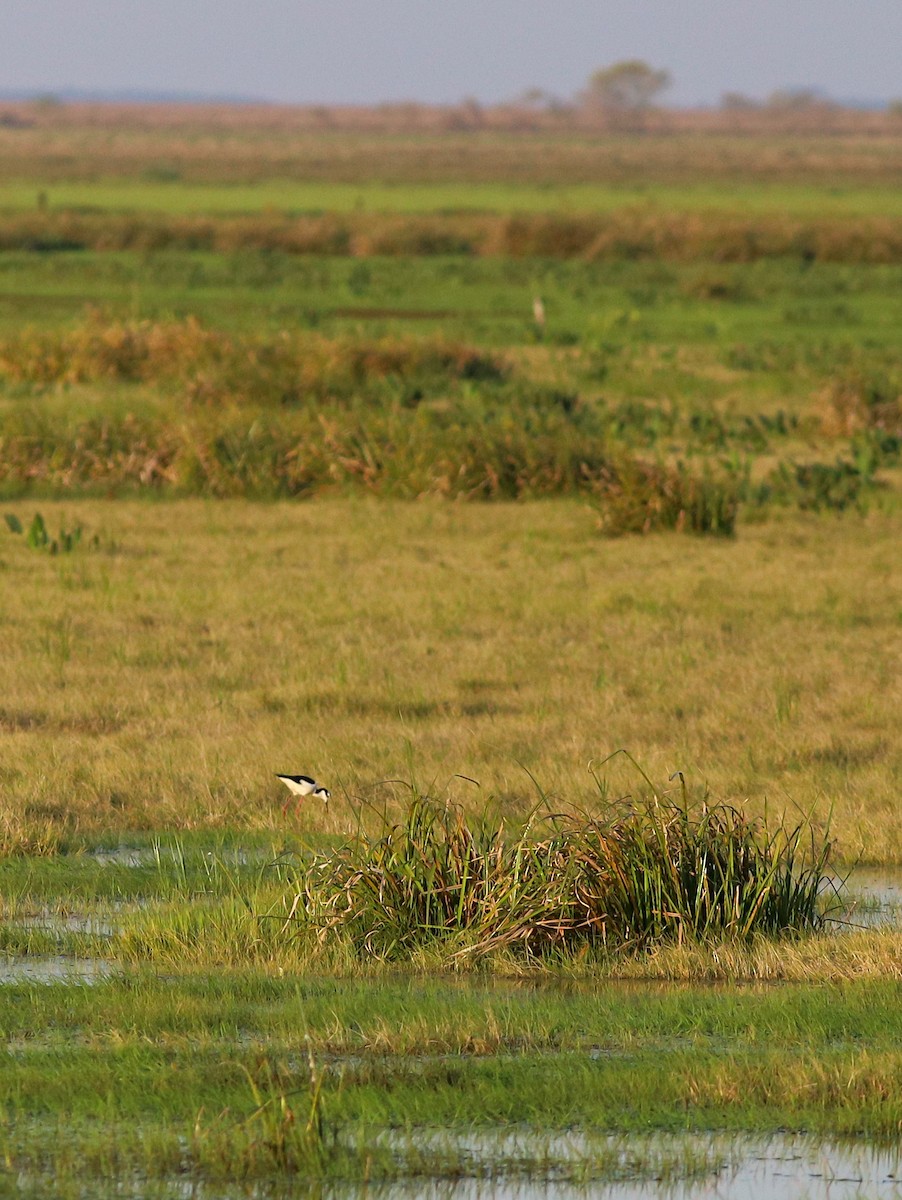 Black-necked Stilt - ML638896108