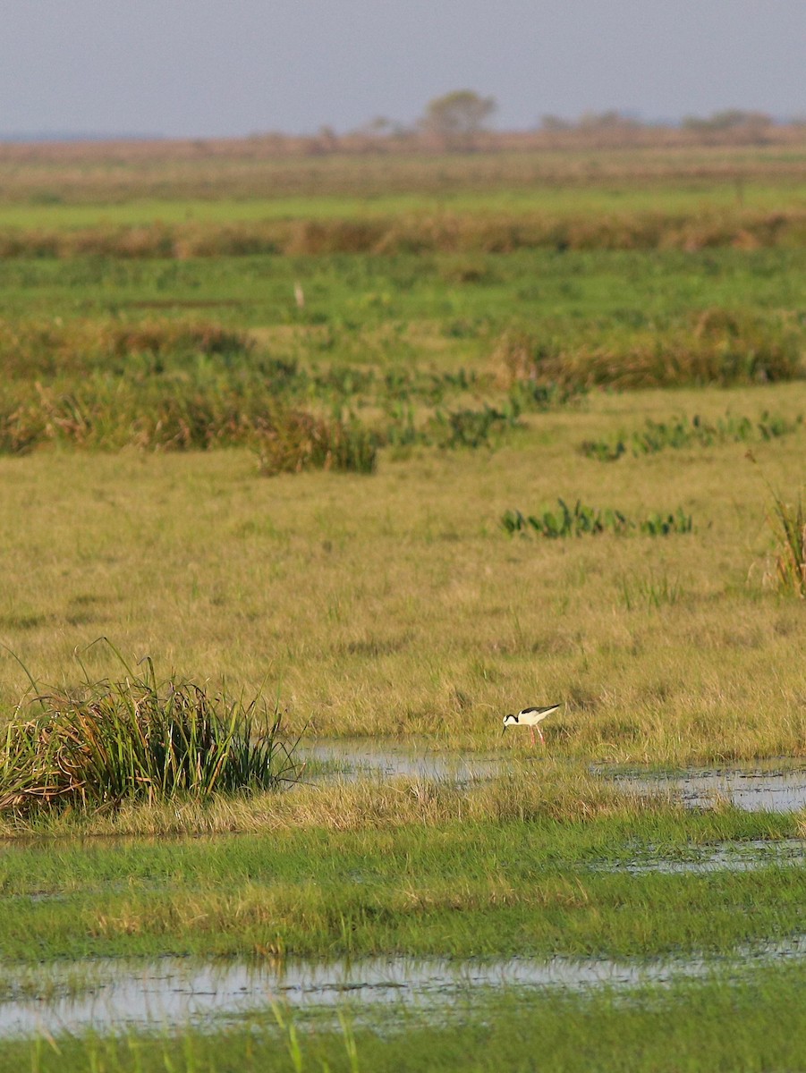 Black-necked Stilt - ML638896110