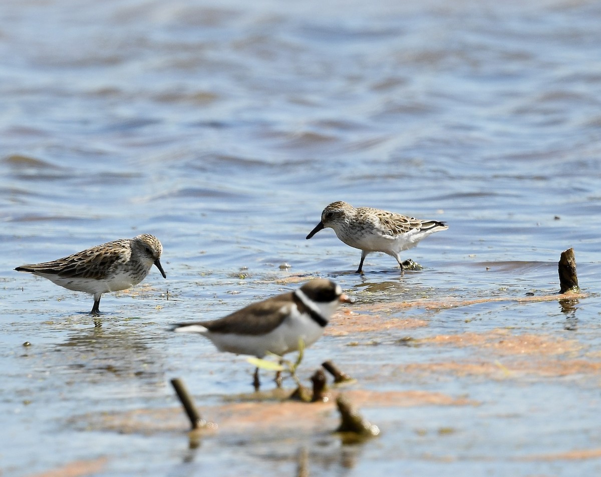 Semipalmated Sandpiper - ML638896113