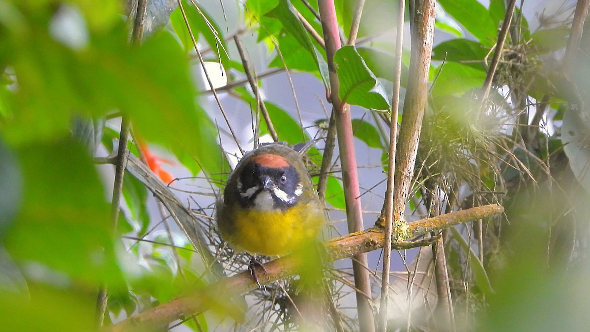 Moustached Brushfinch - ML638896115