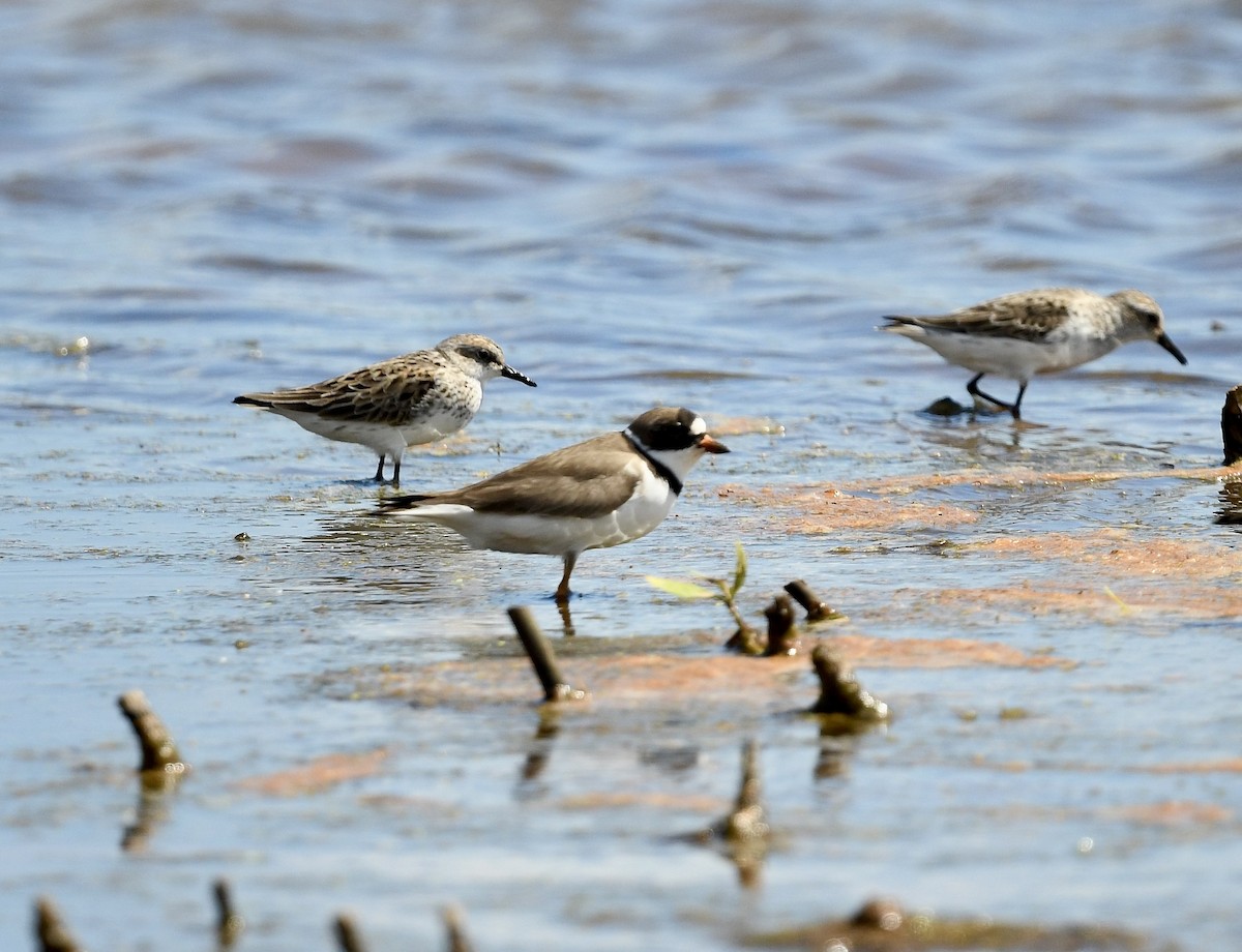 Semipalmated Plover - ML638896120