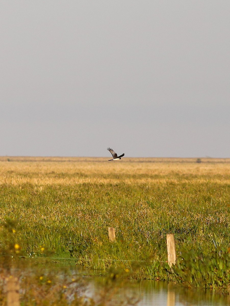 Long-winged Harrier - ML638896129