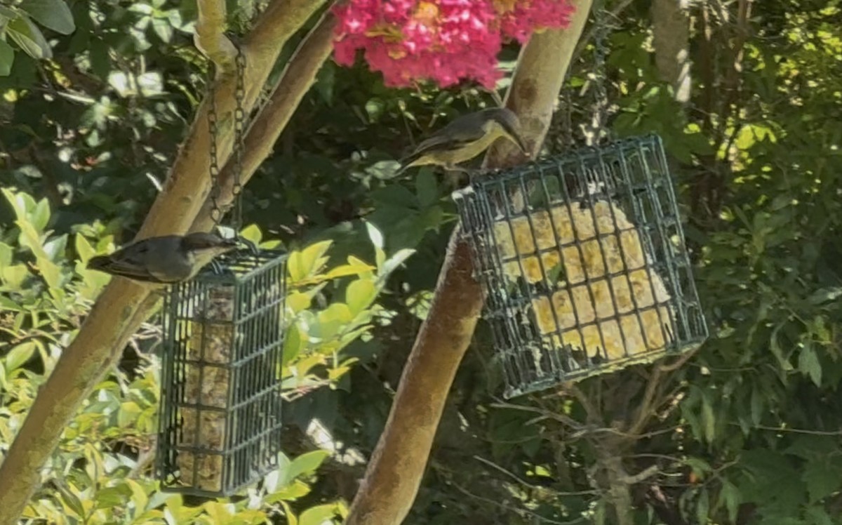 Brown-headed Nuthatch - ML638896151