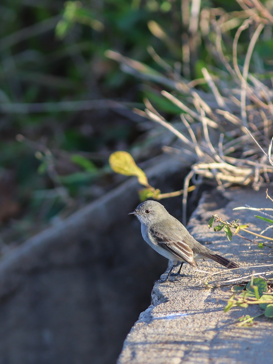 Sooty Tyrannulet - ML638896158