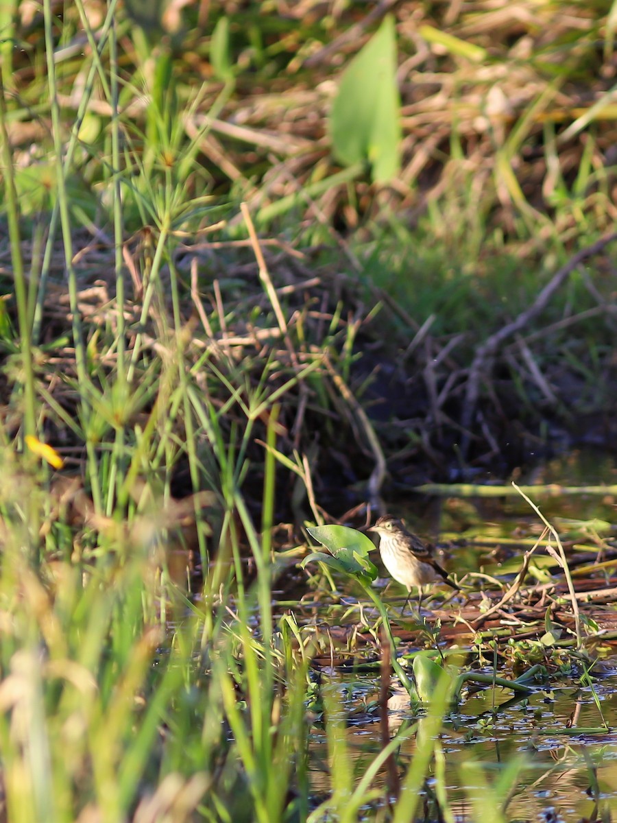 Spectacled Tyrant - ML638896175