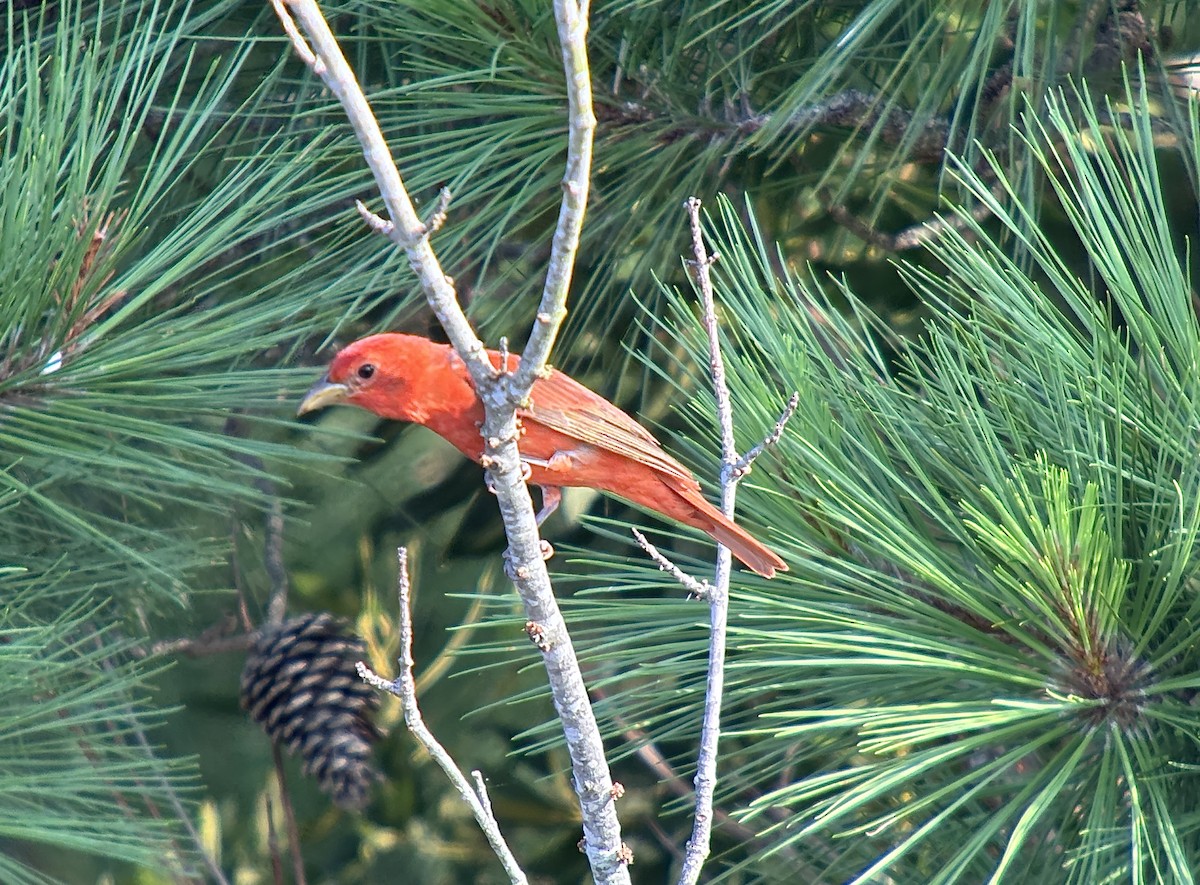 Summer Tanager - ML638896204
