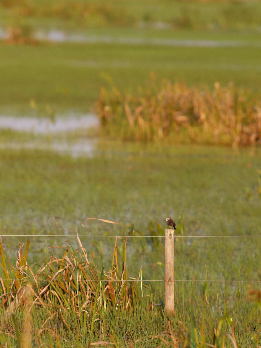 White-headed Marsh Tyrant - ML638896210