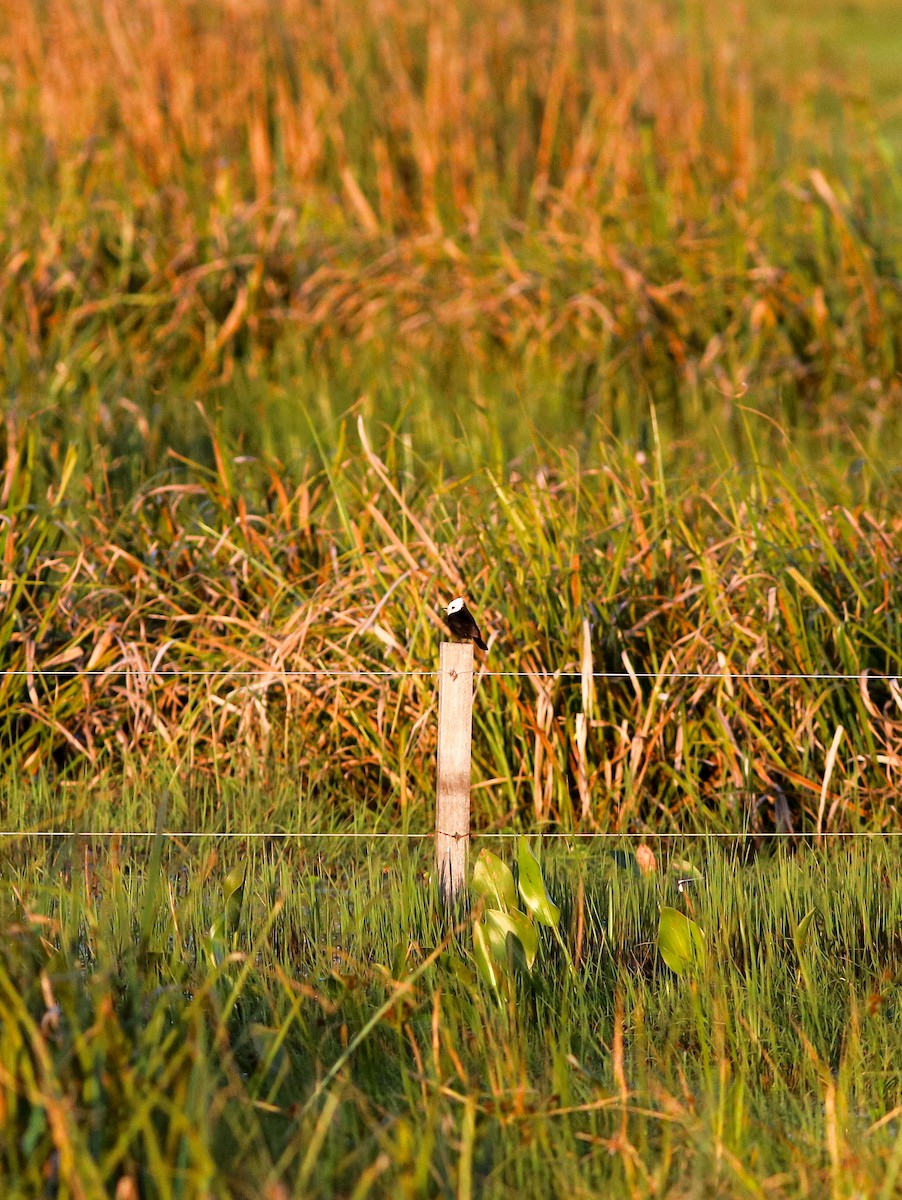 White-headed Marsh Tyrant - ML638896212