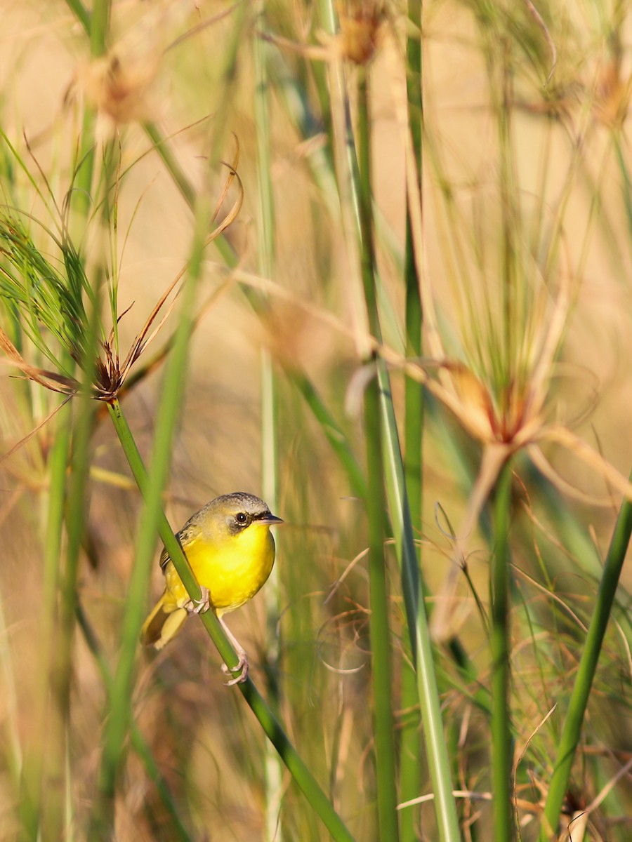 Southern Yellowthroat - ML638896224