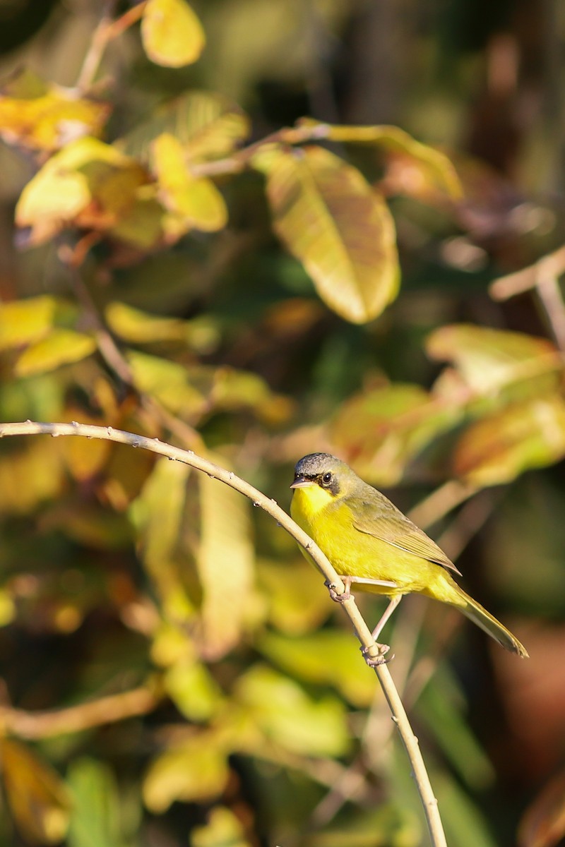 Southern Yellowthroat - ML638896225