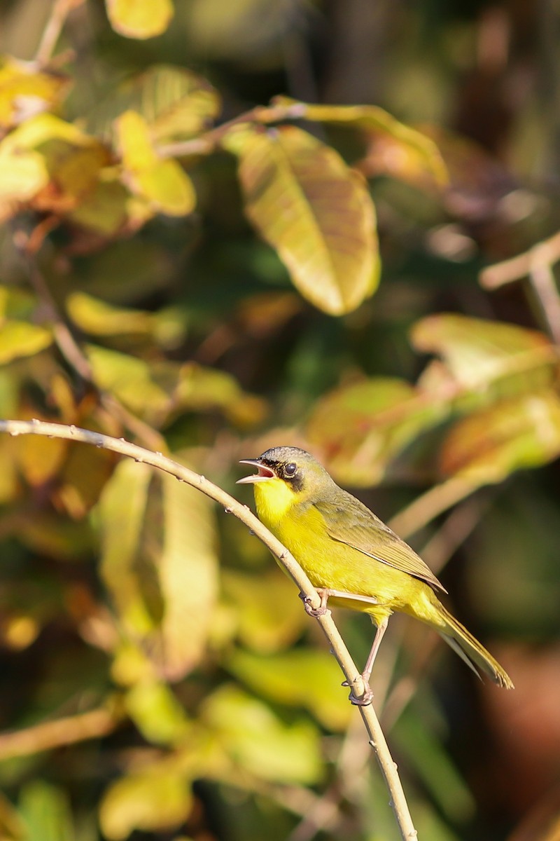 Southern Yellowthroat - ML638896226