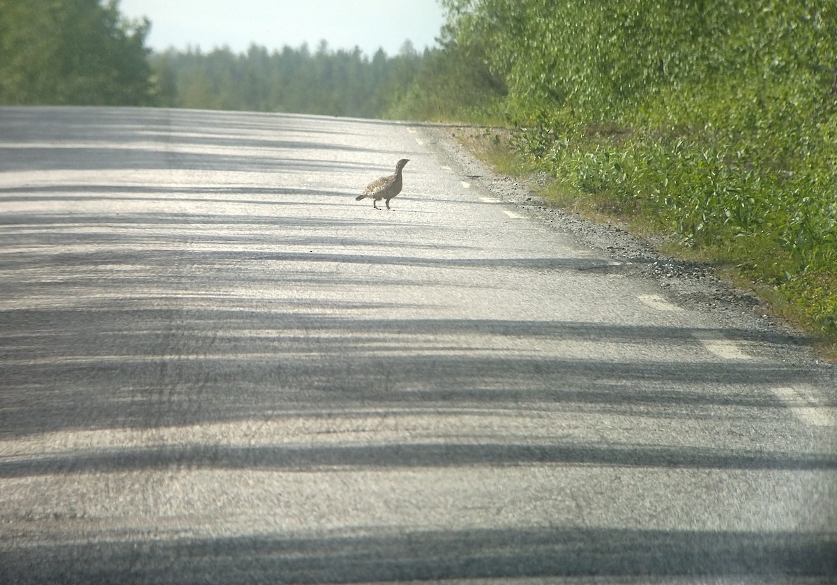 Эгэл сойр - ML638896229
