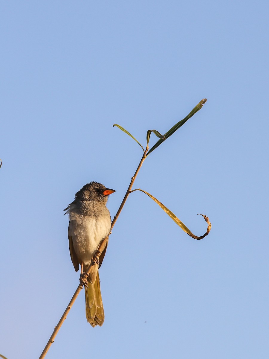 Great Pampa-Finch - ML638896236